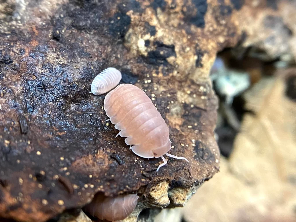 Murina papaya isopods
